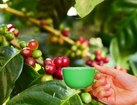 Cafeaua verde - sprijin natural pentru siluetă