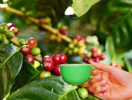 Cafeaua verde - sprijin natural pentru siluetă