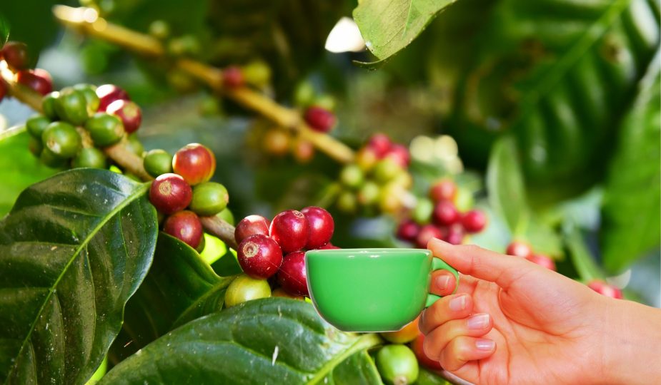 Cafeaua verde - sprijin natural pentru siluetă