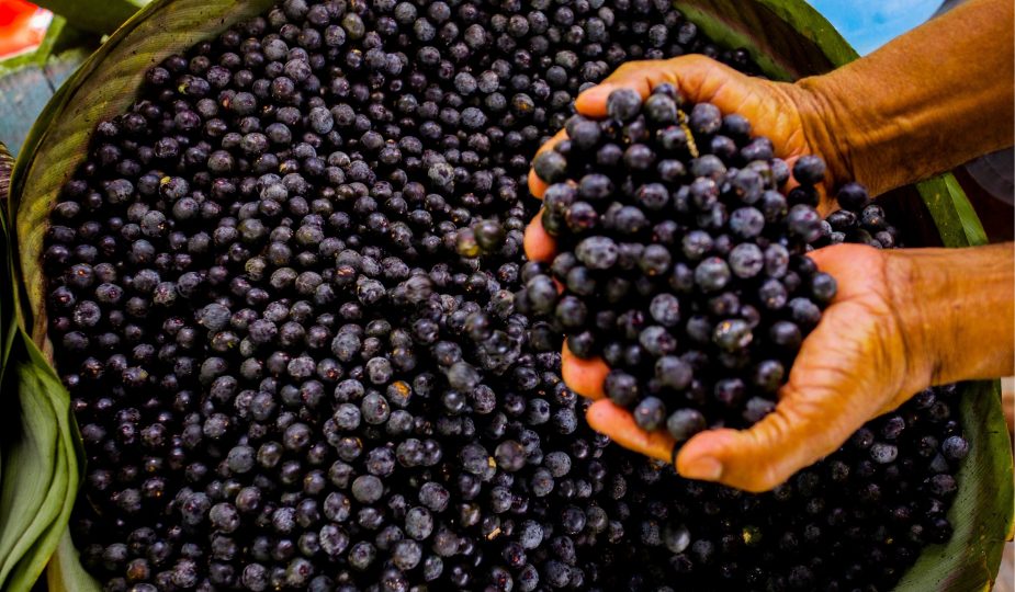Acai - fructele dotate cu super-puteri pentru îmbunătățirea sănătății