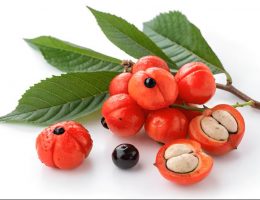 Guarana