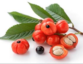 Guarana