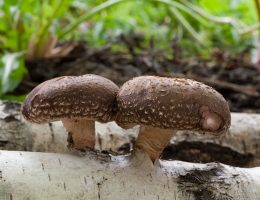 SHIITAKE – ciuperca medicinală minune, cu efecte în tumori, colesterol crescut, infecții, imunitate slăbită