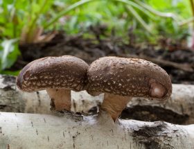 SHIITAKE – ciuperca medicinală minune, cu efecte în tumori, colesterol crescut, infecții, imunitate slăbită