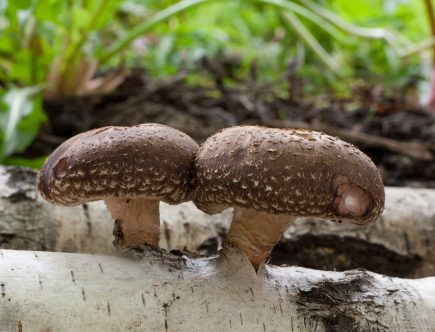 SHIITAKE – ciuperca medicinală minune, cu efecte în tumori, colesterol crescut, infecții, imunitate slăbită