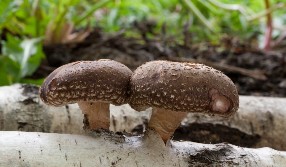 SHIITAKE – ciuperca medicinală minune, cu efecte în tumori, colesterol crescut, infecții, imunitate slăbită