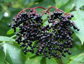 Fructele de soc - perlele negre ale verii. Beneficii uimitoare pentru organism!