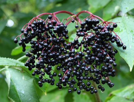 Fructele de soc - perlele negre ale verii. Beneficii uimitoare pentru organism!