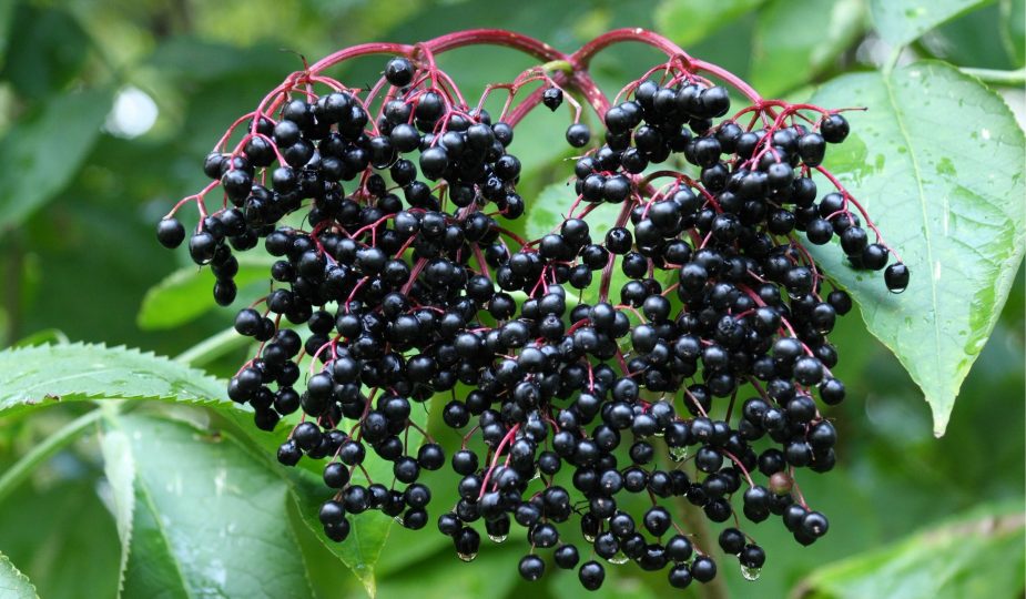 Fructele de soc - perlele negre ale verii. Beneficii uimitoare pentru organism!