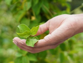 Planta care reduce pofta de dulce