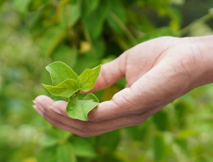 Planta care reduce pofta de dulce