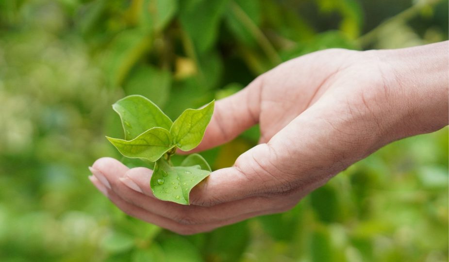 Planta care reduce pofta de dulce