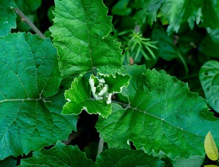 Brusturele – marele detoxifiant al naturii