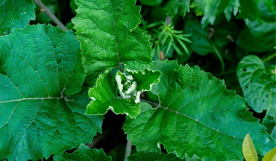 Brusturele – marele detoxifiant al naturii
