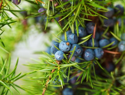 Ienupărul – sursă bogată de vitamina C și aliat natural în echilibrarea glicemiei