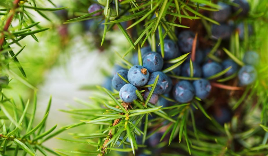 Ienupărul – sursă bogată de vitamina C și aliat natural în echilibrarea glicemiei