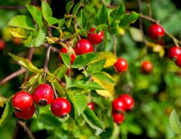 Măceșele – mai mult decât o sursă de Vitamina C