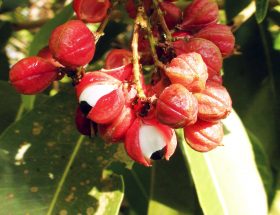 Guarana