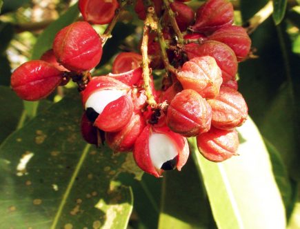 Guarana
