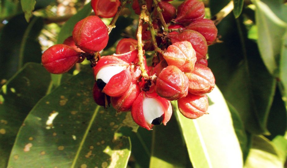 Guarana