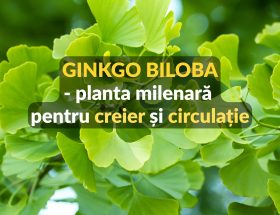 Ginkgo biloba - planta milenara pentru creier si circulatie