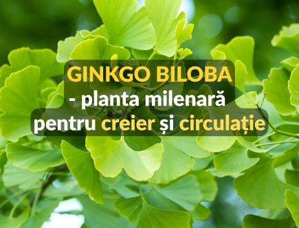 Ginkgo biloba - planta milenara pentru creier si circulatie