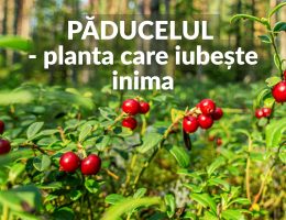 Paducelul - planta care iubeste inima