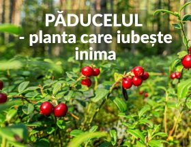 Paducelul - planta care iubeste inima