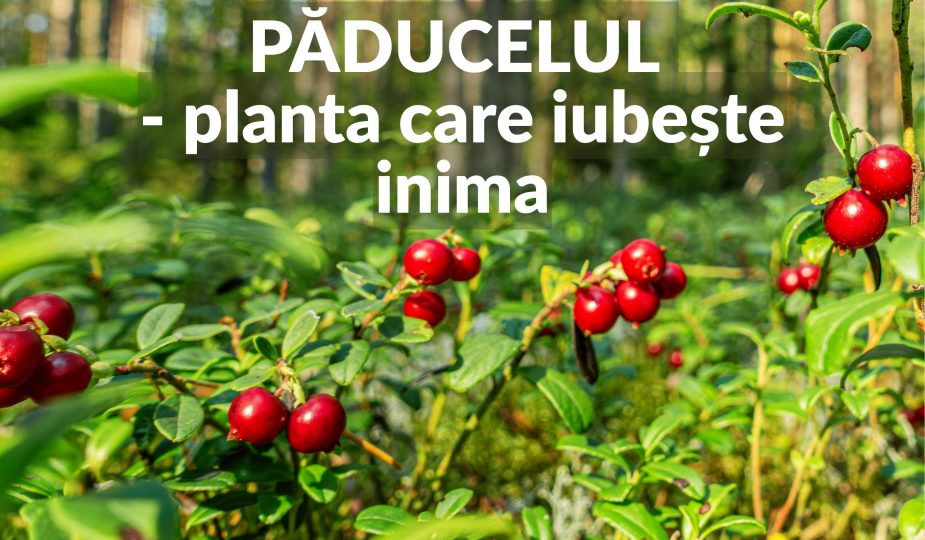 Paducelul - planta care iubeste inima