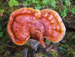 Ganoderma (reishi) si imunitatea antitumorala