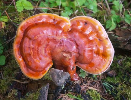 Ganoderma (reishi) si imunitatea antitumorala