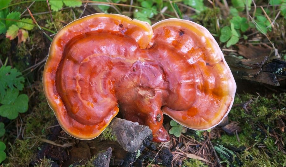 Ganoderma (reishi) si imunitatea antitumorala